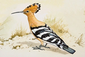 Hoopoe (Upupa epops), standing, side view Hoopoe (Upupa epops), standing, side view