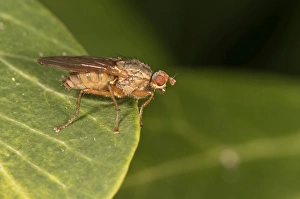 Horn Fly -Tetanocera sp.-, Untergroeningen, Baden-Wuerttemberg, Germany, Europe Horn Fly -Tetanocera sp.-, Untergroeningen, Baden-Wuerttemberg, Germany, Europe