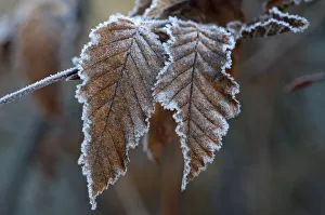 Hornbeam -Carpinus betulus-, first frost, Untergroeningen, Baden-Wuerttemberg, Germany, Europe Hornbeam -Carpinus betulus-, first frost, Untergroeningen, Baden-Wuerttemberg, Germany, Europe