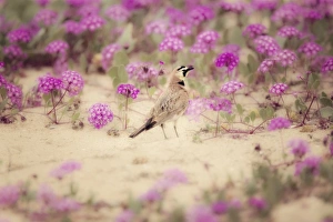 <b class=qtipBold><figcaption>Horned Lark in Wildflowers</figcaption></b><br>Captured this Horned Lark out hunting for food among pretty pinkish-purple flowers at Bolsa Chica Ecological Reserve in Huntington Beach, California<br><em>© @ 2013 Susan Gary</em> Horned Lark in Wildflowers