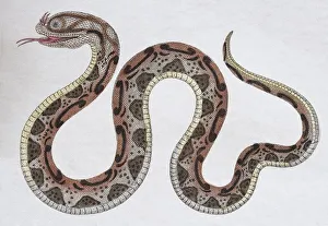 Horned Serpent (Coluber nasicornis), hand-coloured copperplate engraving from Friedrich Horned Serpent (Coluber nasicornis), hand-coloured copperplate engraving from Friedrich