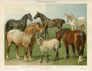 <b class=qtipBold><figcaption>Horse breeds Chromolithograph 1896</figcaption></b><br>Horse breeds Original Antique Chromolithograph<br><em>© Roberto A Sanchez</em> Horse breeds Chromolithograph 1896