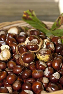 Horse Chestnuts or Conkers (Aesculus hippocastanum) with chestnut leaves, seeds and capsules in a wicker basket Horse Chestnuts or Conkers (Aesculus hippocastanum) with chestnut leaves, seeds and capsules in a wicker basket