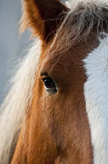 <b class=qtipBold><figcaption>Horse Closeup</figcaption></b><br>A very close portrait of a brown horse with a white blaze.<br><em>© Copyright 2009 Michael Cummings</em> Horse Closeup
