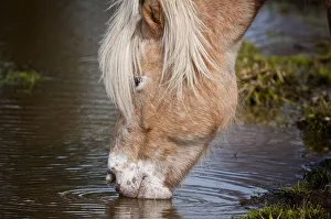 <b class=qtipBold><figcaption>Horse Drinking</figcaption></b><br>A Fjord horse is taking a drink from a puddle.<br><em>© Copyright 2012 Michael Cummings</em> Horse Drinking