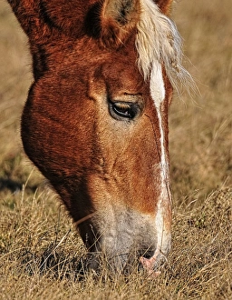 <b class=qtipBold><figcaption>Horse Eating</figcaption></b><br>A closeup horse portrait showing it eating some brown grass.<br><em>© Copyright 2009 Michael Cummings</em> Horse Eating