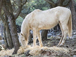 Horse eating under a forest of oaks Horse eating under a forest of oaks