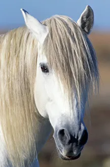 <b class=qtipBold><figcaption>Horse (Equus Cabullus), France</figcaption></b><br>Horses are adaptable and occupy a wide variety of habitats under domestication. Preferred habitats are cool, temperate grasslands, steppes, and savannahs, but they also occupy semi-deserts, swamps, marshes, and woodlands.<br><em>© This content is subject to copyright.</em> Horse (Equus Cabullus), France