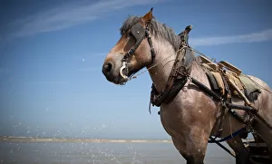 Horse fishing Belgium Horse fishing Belgium