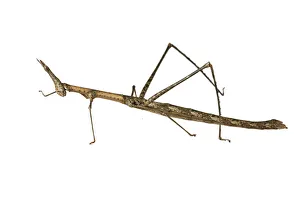 Horse Head Grasshopper -Pseudoproscopia latirostris-, Tambopata Nature Reserve Horse Head Grasshopper -Pseudoproscopia latirostris-, Tambopata Nature Reserve