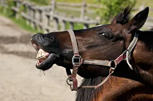<b class=qtipBold><figcaption>Horse Laughing</figcaption></b><br>It looks like this horse is laughing.<br><em>© Copyright 2011 Michael Cummings</em> Horse Laughing