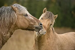 <b class=qtipBold><figcaption>Horse Love</figcaption></b><br>A larger Fjord horse is nuzzling a younger and slightly smaller Fjord horse.<br><em>© Copyright 2012 Michael Cummings</em> Horse Love