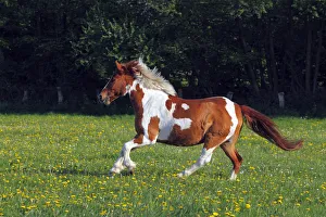 Horse running in a paddock, Lewitzer Pony, Lewitzer Pinto -Equus przewalskii f. caballus- Horse running in a paddock, Lewitzer Pony, Lewitzer Pinto -Equus przewalskii f. caballus-
