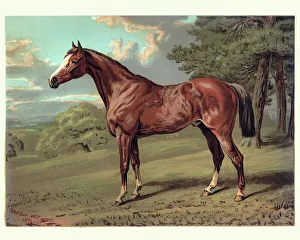 Images Dated 5th January 2018: Horse, Stilton a Hunter, 19th Century