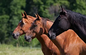 <b class=qtipBold><figcaption>Three horses</figcaption></b><br><em>© Jim Cumming</em> Three horses