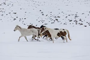 Horses (Equus ferus caballus) running in winter snow, Hideout Ranch, Shell, Wyoming, USA Horses (Equus ferus caballus) running in winter snow, Hideout Ranch, Shell, Wyoming, USA
