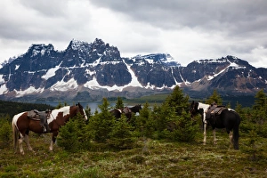Horses, Jasper National Park, Alberta, Canada Horses, Jasper National Park, Alberta, Canada
