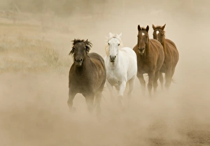 <b class=qtipBold><figcaption>Horses running and kicking up dust</figcaption></b><br>freedom, strength, Russell Burden, 146599164<br><em>© RussellBurden</em> Horses running and kicking up dust