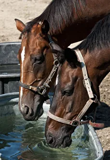 <b class=qtipBold><figcaption>Horses Taking A Drink</figcaption></b><br>Two horses are drinking from a steel water container.<br><em>© Copyright 2011 Michael Cummings</em> Horses Taking A Drink