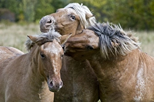 <b class=qtipBold><figcaption>Horsing Around</figcaption></b><br>Three Fjord Horses playing around.<br><em>© Copyright 2010 Michael Cummings</em> Horsing Around
