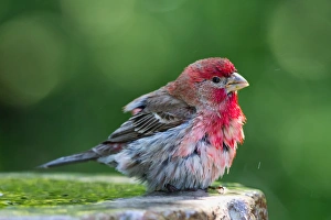<b class=qtipBold><figcaption>House Finch</figcaption></b><br>House Finch on blurred green background.<br><em>© Phoo Chan</em> House Finch
