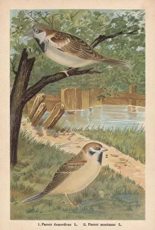 House sparrow and Eurasian tree sparrow, chromolithograph, published in 1896 House sparrow and Eurasian tree sparrow, chromolithograph, published in 1896