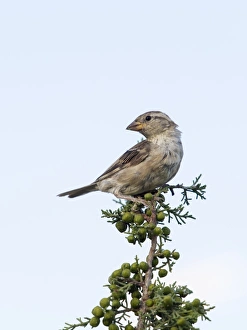 House Sparrow (Passer domesticus), on the branch of a small tree. Spain House Sparrow (Passer domesticus), on the branch of a small tree. Spain