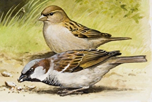 House sparrow (Passer domesticus), male pecking and female, side view House sparrow (Passer domesticus), male pecking and female, side view