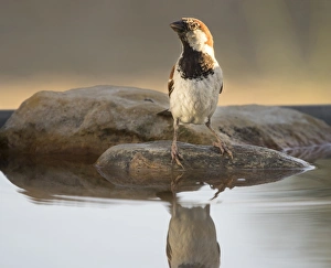 House Sparrow (Passer domesticus), Spain. On a stone reflected in water House Sparrow (Passer domesticus), Spain. On a stone reflected in water