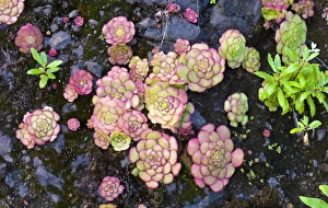 Houseleeks, Liveforever or Hen and Chicks -Sempervivum-, Madeira, Sao Vicente, Funchal Houseleeks, Liveforever or Hen and Chicks -Sempervivum-, Madeira, Sao Vicente, Funchal