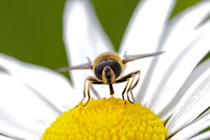 <b class=qtipBold><figcaption>Hoverfly About to Extract</figcaption></b><br>Simon Gakhar Photography, 183959239<br><em>© © 2013 Simon Gakhar</em> Hoverfly About to Extract