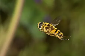 Hoverfly -Myathropa florea-, female, Untergroeningen, Baden-Wuerttemberg, Germany, Europe Hoverfly -Myathropa florea-, female, Untergroeningen, Baden-Wuerttemberg, Germany, Europe