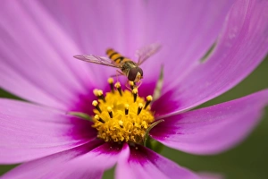 Hoverfly -Syrphidae- perched on the flower of a Purple Coneflower -Echinacea spp.-, Lower Saxony, Germany Hoverfly -Syrphidae- perched on the flower of a Purple Coneflower -Echinacea spp.-, Lower Saxony, Germany