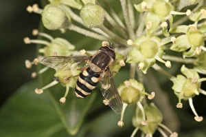 Hoverfly -Syrphus ribesii-, male on flowering Ivy, Untergroeningen, Baden-Wuerttemberg Hoverfly -Syrphus ribesii-, male on flowering Ivy, Untergroeningen, Baden-Wuerttemberg