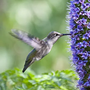 <b class=qtipBold><figcaption>Hovering Black-Chinned Hummingbird</figcaption></b><br>A Black chinned hummingbird captured tasting the nectar of these purple flowers in the springtime at Central Park in Huntington Beach, CA<br><em>© 2009-2010 Susan Gary</em> Hovering Black-Chinned Hummingbird
