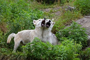 <b class=qtipBold><figcaption>Howling wolf pups</figcaption></b><br>Two timber wolf pups howling together<br><em>© Jim Cumming</em> Howling wolf pups