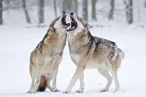 Two howling wolves -Canis lupus- in the snow, Tierpark Sababurg, Hofgeismar, Hesse Two howling wolves -Canis lupus- in the snow, Tierpark Sababurg, Hofgeismar, Hesse