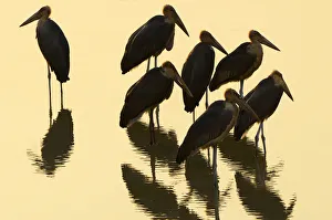 <b class=qtipBold><figcaption>huddle, meeting, rejected</figcaption></b><br>huddle, meeting, rejected, , Ben Cranke, 82773401<br><em>© Ben Cranke</em> huddle, meeting, rejected