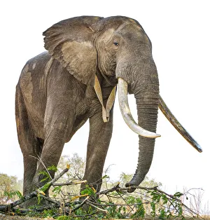 Huge African Elephant from Below at Mana Pools National Park, Zimbabwe Huge African Elephant from Below at Mana Pools National Park, Zimbabwe