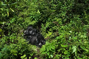 A huge silverback mountain gorilla (Gorilla beringei beringei A huge silverback mountain gorilla (Gorilla beringei beringei