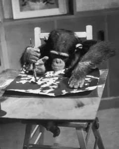 Prints of London Zoo celebrity chimpanzee Congo, hard at work on his latest painting using both hands and a foot, August 1957. (Photo by John Pratt/Keystone Features/Getty Images) London Prints: Chimpanzee Artist at Work, London Zoo Print, 1957
