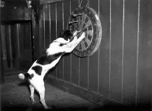 Fine Art Storehouse Print of Doggy Darts, 15th May 1939
