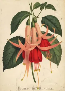 Fuchsia Print circa 1880