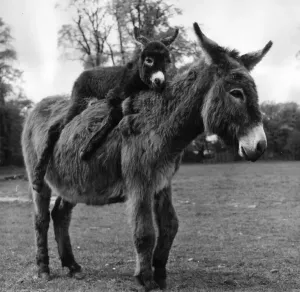 Prints of 17th May 1963: A mother donkey with her baby resting comfortably on her back. (Photo by G. R. Greated/Fox Photos/Getty Images) United Kingdom Prints: Mother Love Print: A Mother Donkey with Her Baby