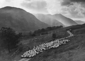 Loch Voil Sheep Drive Print circa 1930