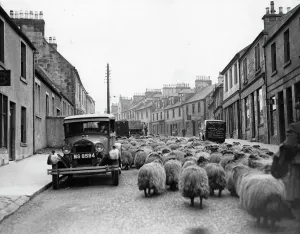 Street Sheep Print: Cumbernauld Traffic Jam