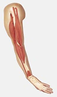 Human arm showing structure of muscles, triceps contracted to straighten arm Human arm showing structure of muscles, triceps contracted to straighten arm