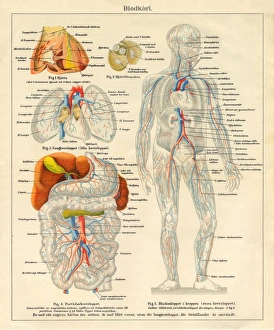 Human Body Nervous and Blood flow System Diagram Engraving Human Body Nervous and Blood flow System Diagram Engraving