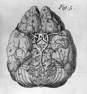 <b class=qtipBold><figcaption>The Human Brain</figcaption></b><br>circa 1830: The brain and nerves from an early 19th century book of anatomy. (Photo by Hulton Archive/Getty Images) The Human Brain