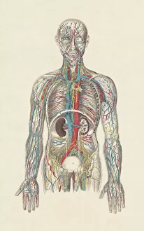 Blood Gallery: Human circulatory system, hand-coloured engraving, published in 1861